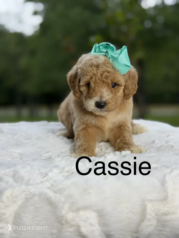 Cassie – Miniature Goldendoodle puppy for sale in Mayfield, KY