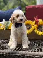 Adam, a male Miniature Goldendoodle for sale in Mayfield, KY – 5 of 10