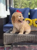 Dolly , a female Goldendoodle for sale in Mayfield, KY – 6 of 10