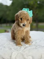 Cassie, a female Miniature Goldendoodle for sale in Mayfield, KY – 6 of 10