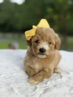 Charlie, a female Miniature Goldendoodle for sale in Mayfield, KY – 6 of 10