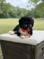 Winston , a male Miniature Aussiedoodle for sale in Mayfield, KY – 5 of 10