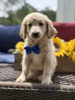 Anthony, a male Miniature Goldendoodle for sale in Mayfield, KY – 9 of 10