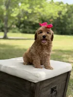 Winnie , a female Miniature Goldendoodle for sale in Mayfield, KY – 10 of 10