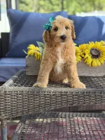 Daisy , a female Goldendoodle for sale in Mayfield, KY – 2 of 10