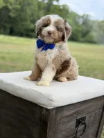 Wes , a male Miniature Aussiedoodle for sale in Mayfield, KY – 3 of 10