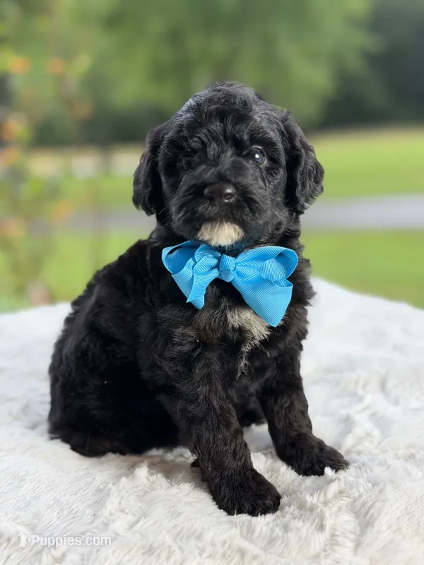 Carson  – Miniature Goldendoodle puppy for sale in Mayfield, KY