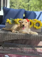Dolly , a female Goldendoodle for sale in Mayfield, KY – 9 of 10