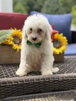 Asher, a male Miniature Goldendoodle for sale in Mayfield, KY – 4 of 10