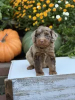 Eli, a male Miniature Aussiedoodle for sale in Mayfield, KY – 2 of 10