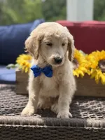 Anthony, a male Miniature Goldendoodle for sale in Mayfield, KY – 4 of 10