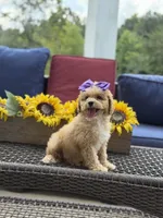 Bridie, a female Miniature Goldendoodle for sale in Mayfield, KY – 2 of 10