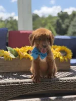 Boo, a male Miniature Goldendoodle for sale in Mayfield, KY – 6 of 10