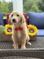Anton , a male Miniature Goldendoodle for sale in Mayfield, KY – 5 of 10
