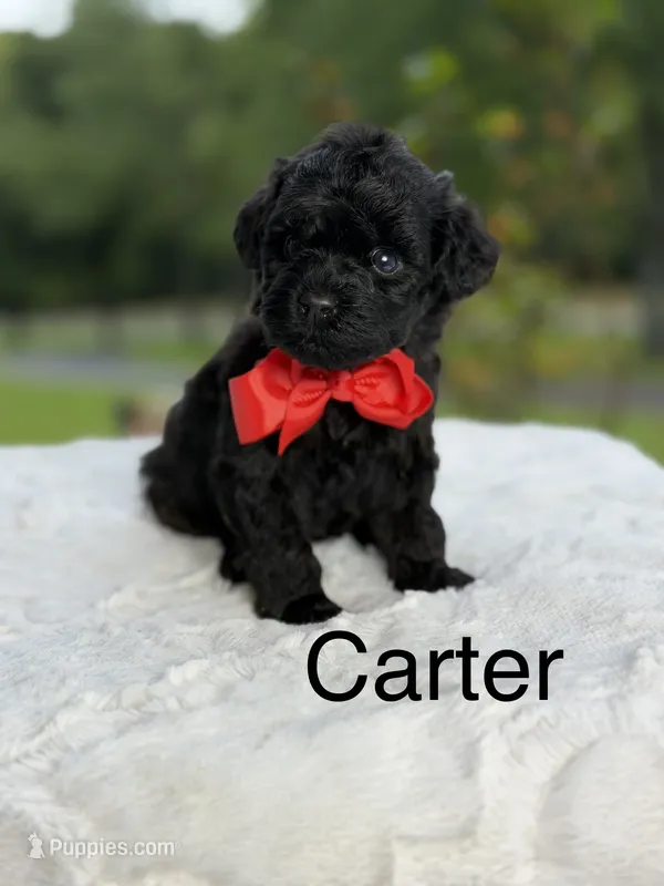 Carter  – Miniature Goldendoodle puppy for sale in Mayfield, KY