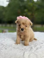 Cookie , a female Miniature Goldendoodle for sale in Mayfield, KY – 6 of 10