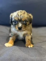 Tally , a female Aussalier for sale in Mayfield, KY – 5 of 10