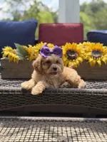 Bridie, a female Miniature Goldendoodle for sale in Mayfield, KY – 9 of 10