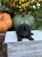 Elmo, a male Miniature Aussiedoodle for sale in Mayfield, KY – 6 of 9