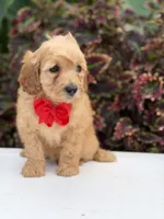 Lance, a male Miniature Goldendoodle for sale in Mayfield, KY – 6 of 10