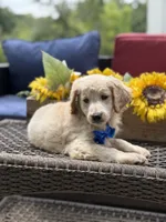 Anthony, a male Miniature Goldendoodle for sale in Mayfield, KY – 10 of 10