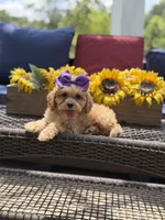 Bridie, a female Miniature Goldendoodle for sale in Mayfield, KY – 3 of 10