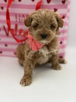 Anna, a female Miniature Goldendoodle for sale in Mayfield, KY – Photo 6 of 10