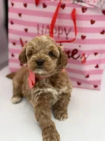 Anna, a female Miniature Goldendoodle for sale in Mayfield, KY – Photo 3 of 10