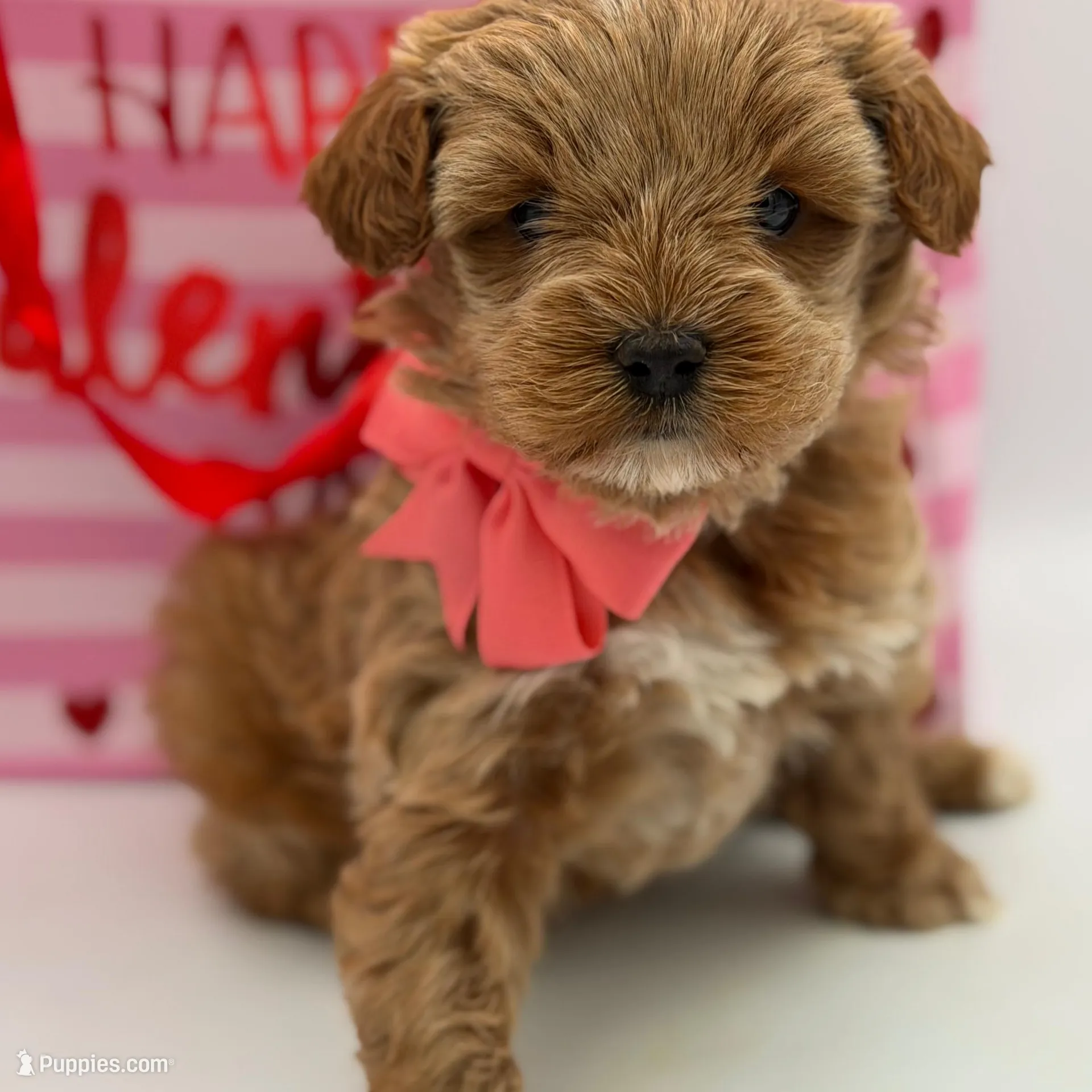 Anna, a female Miniature Goldendoodle for sale in Mayfield, KY – Photo 4 of 10