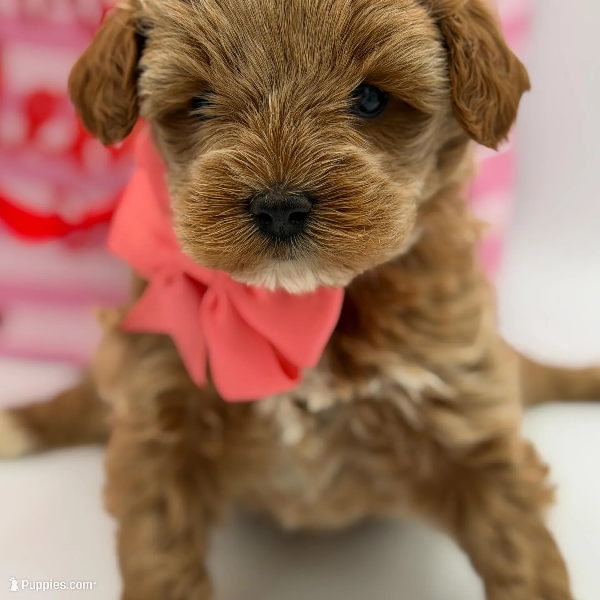 Anna, a female Miniature Goldendoodle for sale in Mayfield, KY – Photo 7 of 10