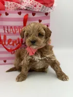 Anna, a female Miniature Goldendoodle for sale in Mayfield, KY – Photo 9 of 10