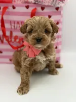 Anna, a female Miniature Goldendoodle for sale in Mayfield, KY – Photo 5 of 10