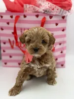 Anna, a female Miniature Goldendoodle for sale in Mayfield, KY – Photo 10 of 10