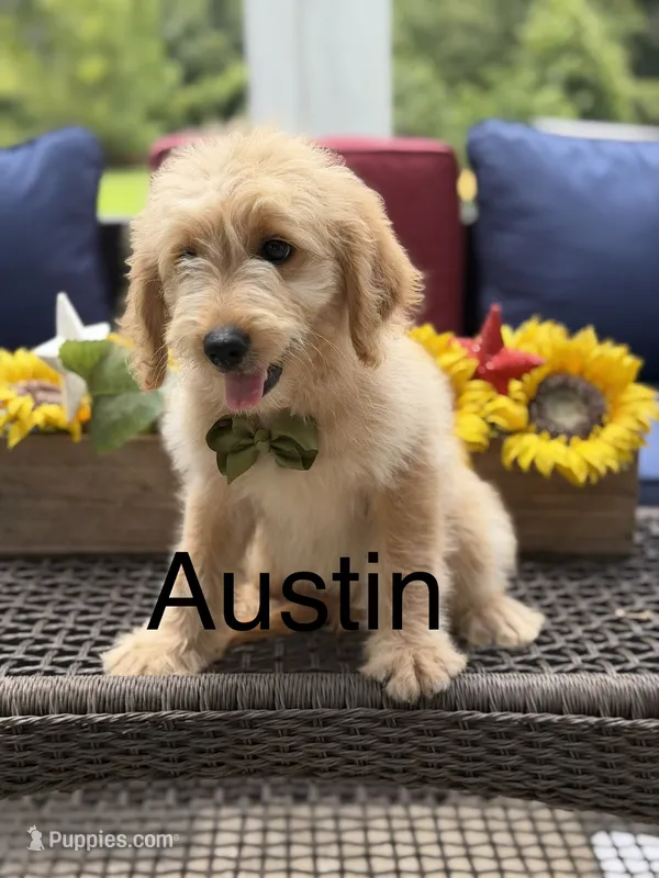 Austin – Miniature Goldendoodle puppy for sale in Mayfield, KY