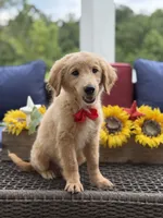 Anton , a male Miniature Goldendoodle for sale in Mayfield, KY – 4 of 10