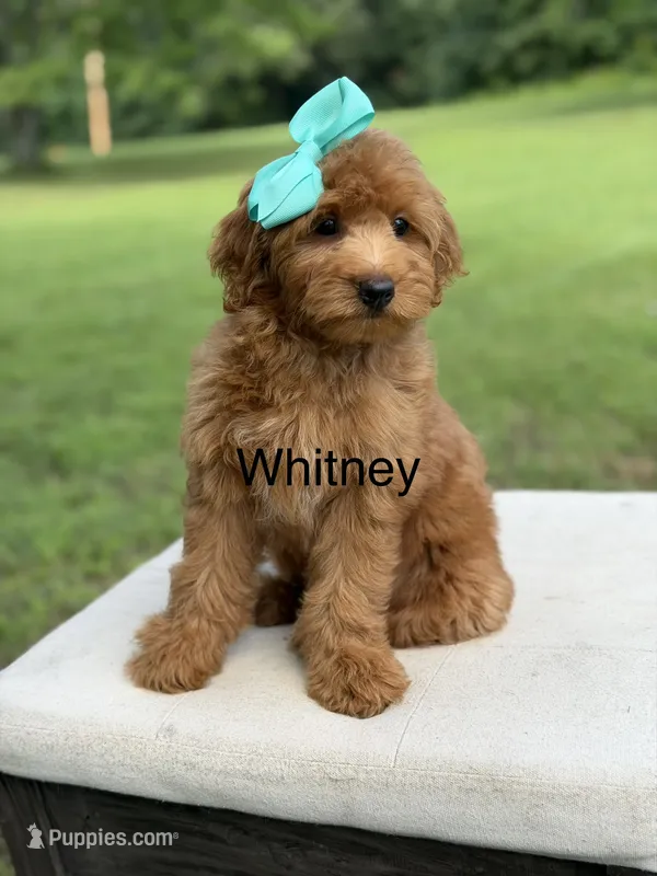 Whitney – Miniature Goldendoodle puppy for sale in Mayfield, KY