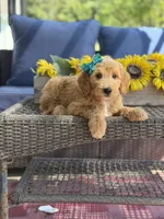Daisy , a female Goldendoodle for sale in Mayfield, KY – 7 of 10