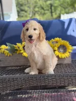 Dixie , a female Goldendoodle for sale in Mayfield, KY – 3 of 10