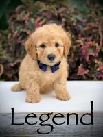 Legend, a male Miniature Goldendoodle for sale in Mayfield, KY – 1 of 10