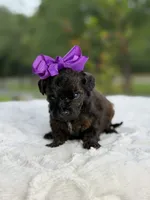 Coco, a female Miniature Goldendoodle for sale in Mayfield, KY – 7 of 10