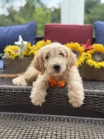 Alex, a male Miniature Goldendoodle for sale in Mayfield, KY – 5 of 10