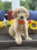 Alex, a male Miniature Goldendoodle for sale in Mayfield, KY – 8 of 10