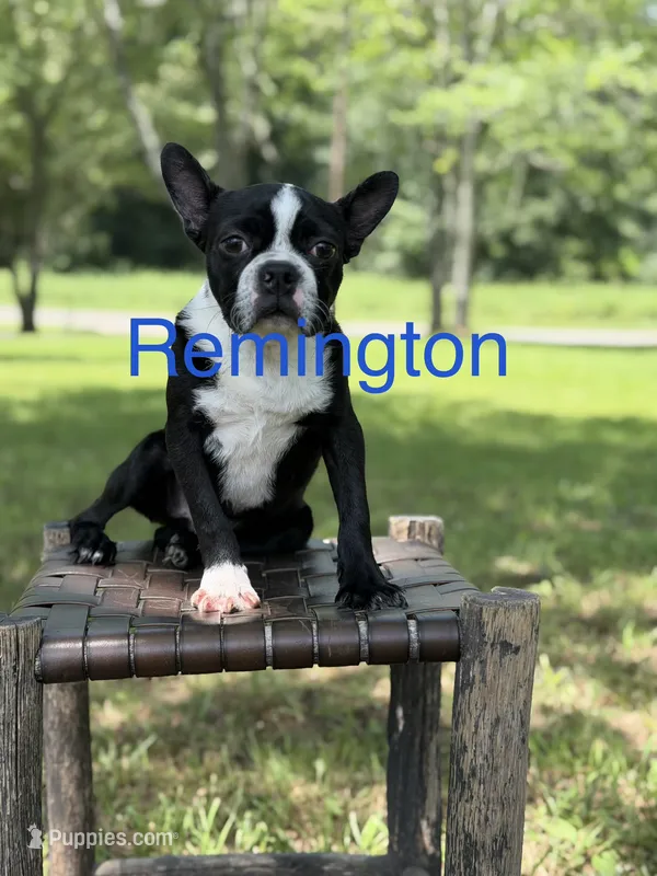 Remington – Boston Terrier puppy for sale in Mayfield, KY