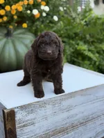Edger, a male Miniature Aussiedoodle for sale in Mayfield, KY – 1 of 8