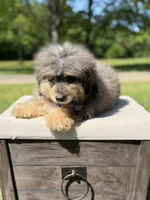 Thor, a male Miniature Bernedoodle for sale in Mayfield, KY – 9 of 10