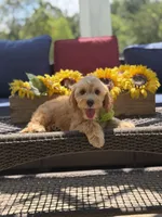 Bucky, a male Miniature Goldendoodle for sale in Mayfield, KY – 6 of 9
