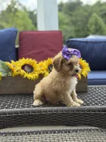 Bridie, a female Miniature Goldendoodle for sale in Mayfield, KY – 6 of 10