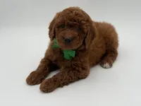 Gus, a male Miniature Goldendoodle for sale in Mayfield, KY – Photo 10 of 10