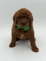 Gus, a male Miniature Goldendoodle for sale in Mayfield, KY – Photo 5 of 10