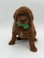 Gus, a male Miniature Goldendoodle for sale in Mayfield, KY – Photo 3 of 10